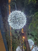LED掛樹球燈 20cm/30cm/40cm/50cm