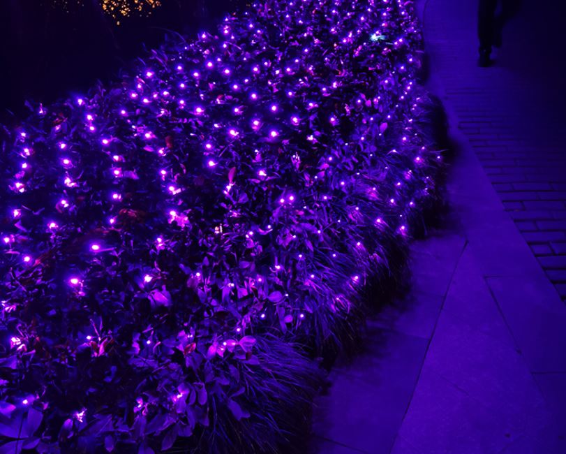 聖誕燈 紫光網燈